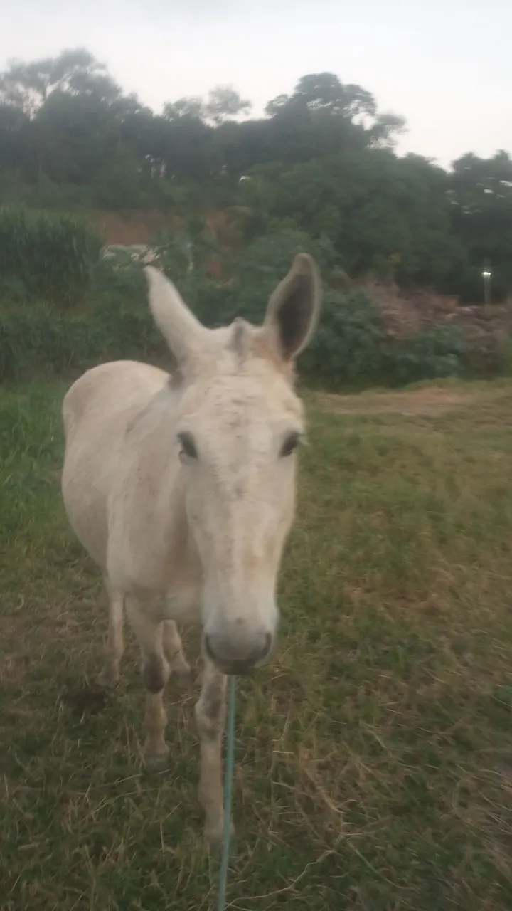Burro