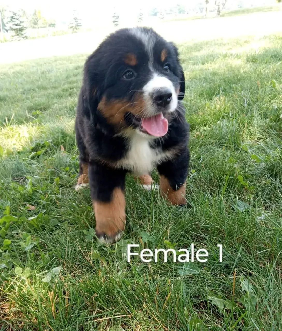 Canil Love Kennel - Ambiente seguro e controlado