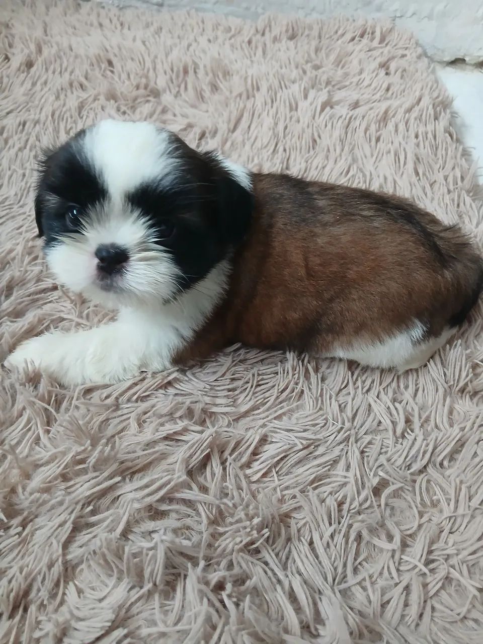 Filhote Shih Tzu Macho - Pelagem Tricolor - Foto 3