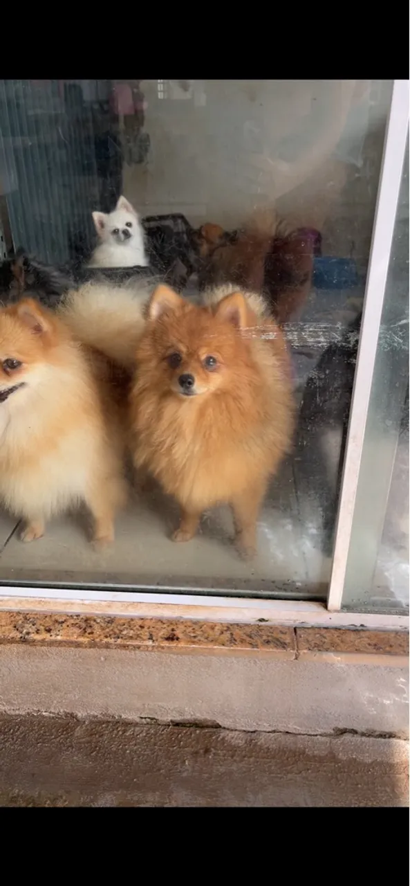Spitz Alemão macho