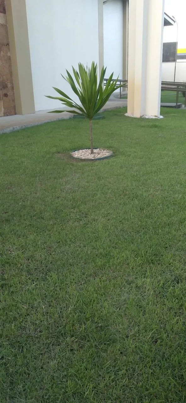 Grama para sombra - Foto 4
