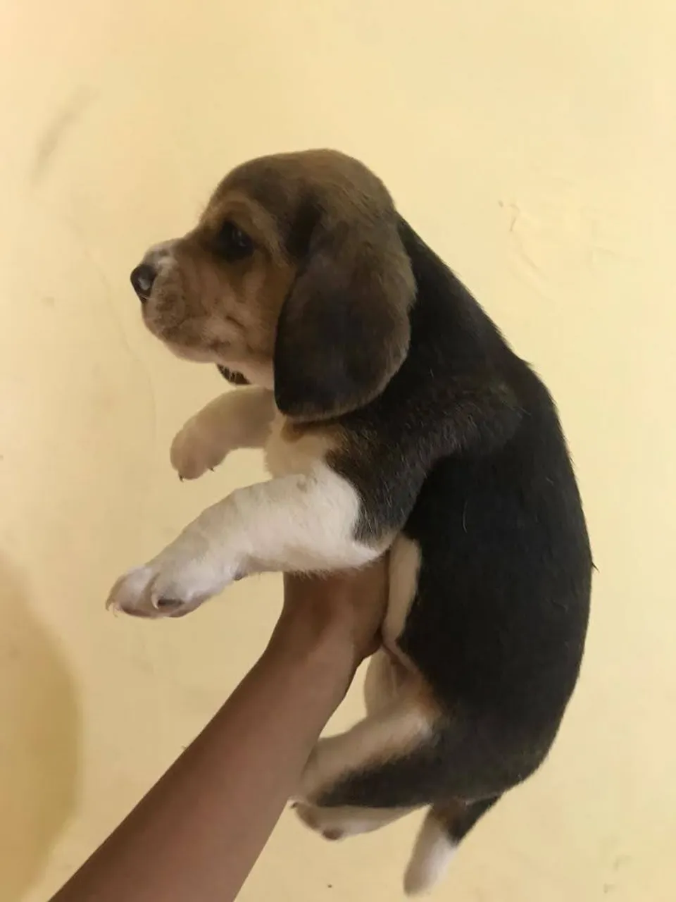 Fofura que encantadores, amor que não acaba mais - presenteie