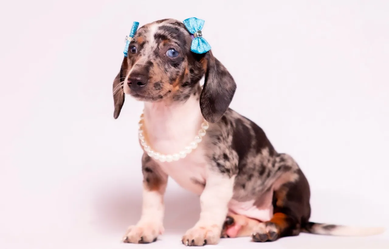 Filhotes de Dachshund/Teckel disponíveis