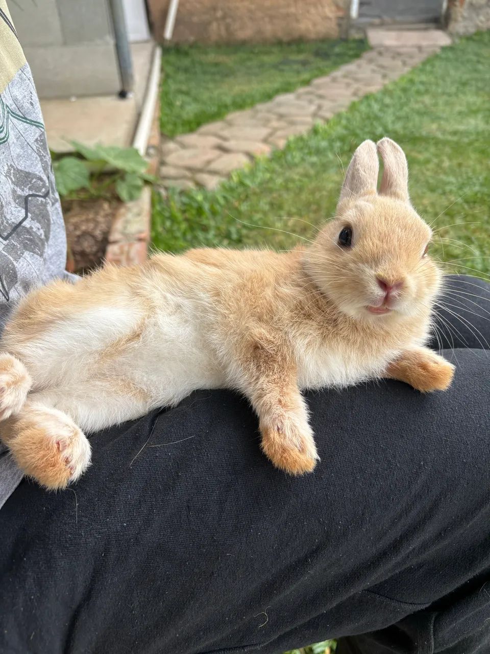 anao netherland  - Foto 6