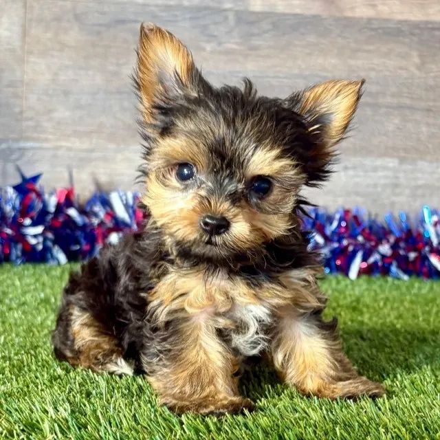 Yorkie Puppies Yorkshire Terrier Olx Yorkie Terrier Mini Toy