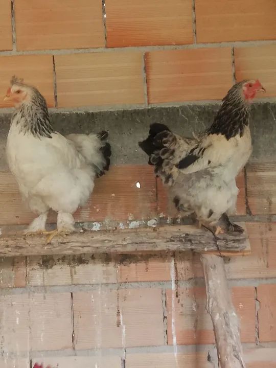 Galinhas Brahma light - Foto 3