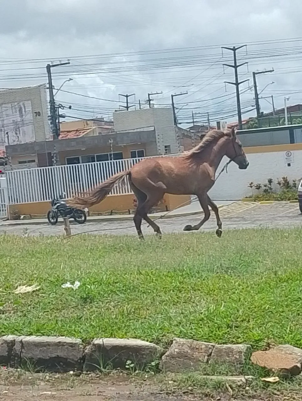 Pordo macho