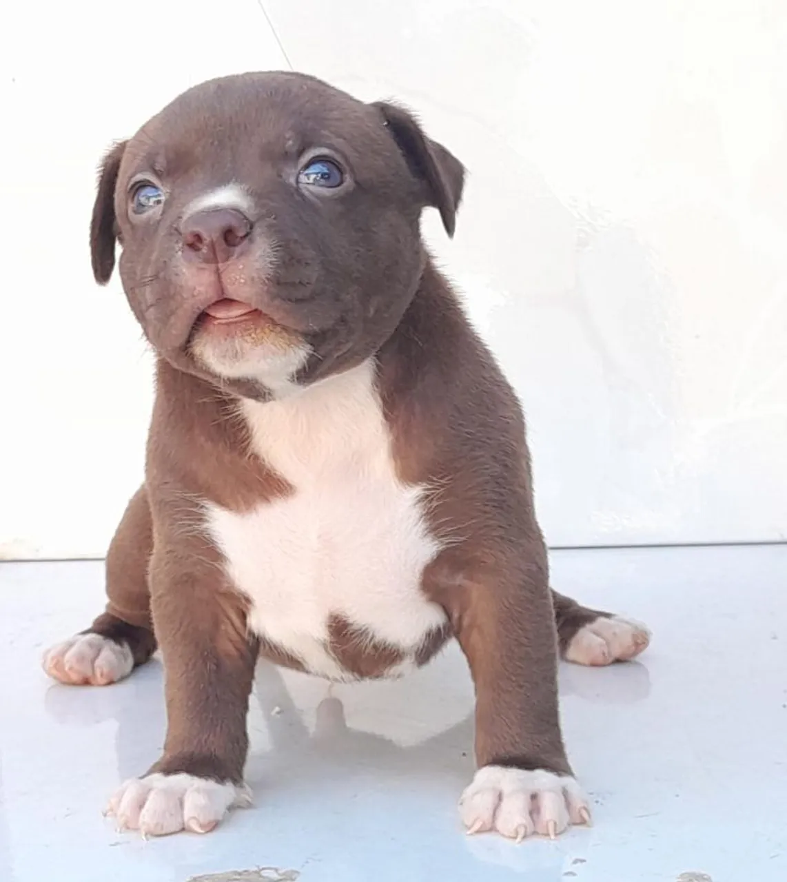 Filhote Pitbull no precinho