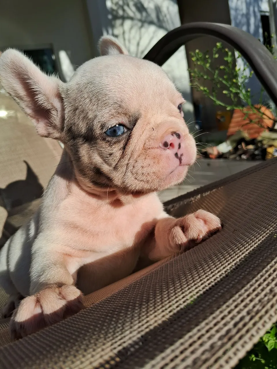 Filhote de Bulldog Francês com Olhos Azuis