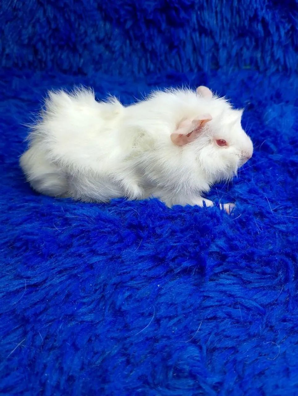 Lindos Porquinhos albino e Black 
