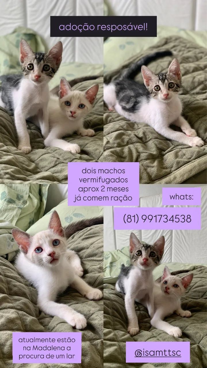 Adoção gatos filhotes - Foto 5