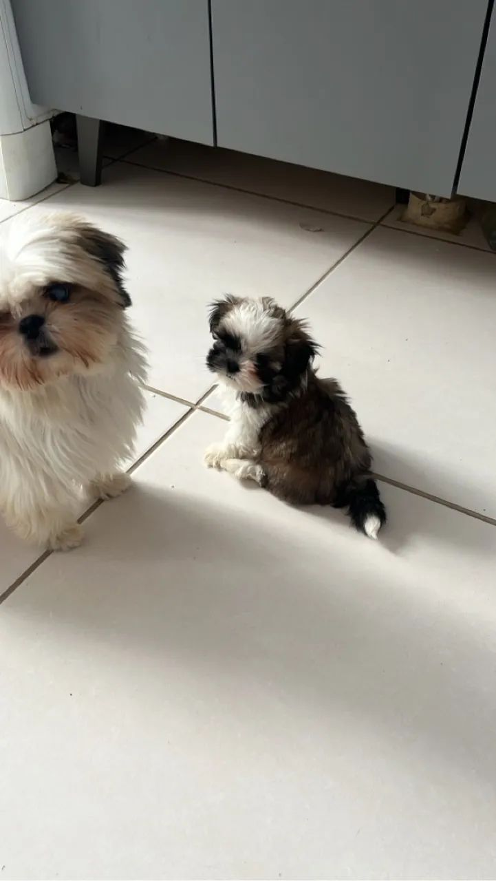 Shihtzu fêmea excelente linhagem  - Foto 3