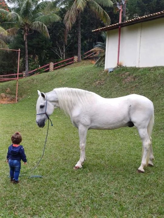 Cavalo Mangalarga Machador Registrado  - Foto 2