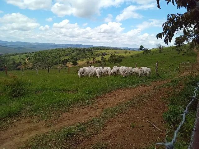 Novilhas Nelore, pêso médio 9@. - Foto 3