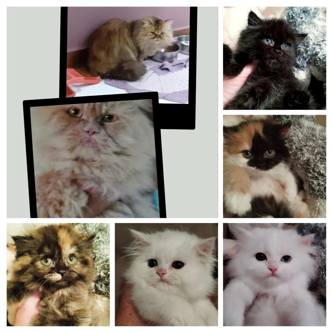 Persa Filhotes  - Foto 5