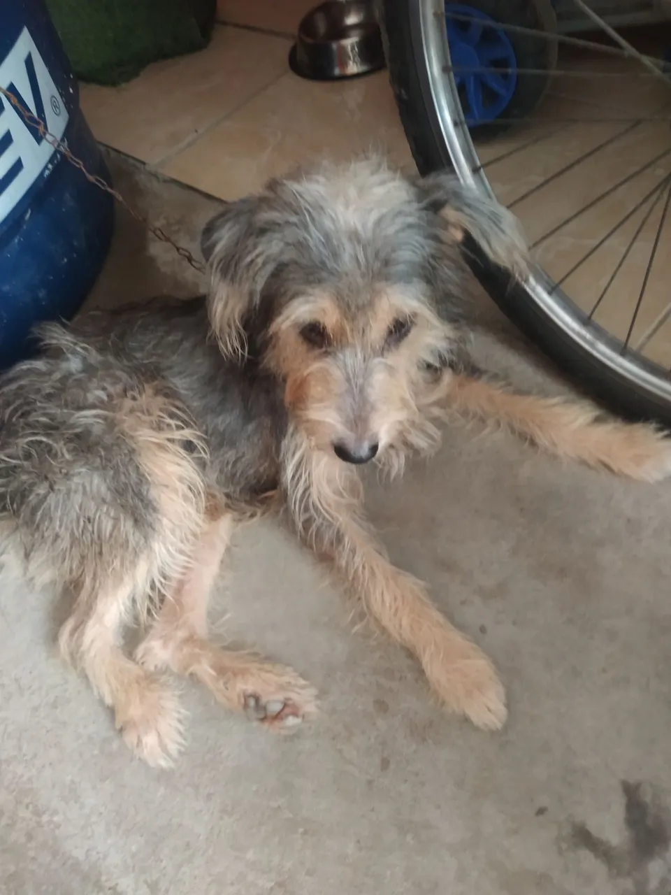Cachorro de porte médio para adoção