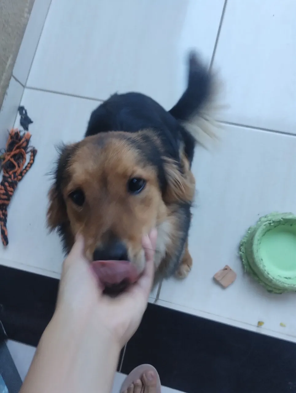 Cadela para adoção RESPONSÁVEL!