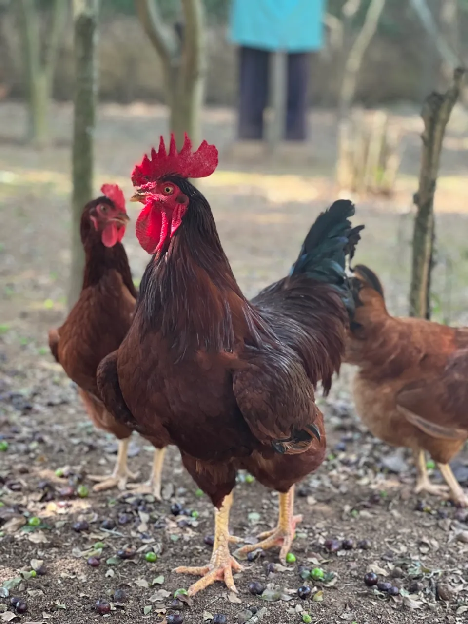 Casal de galinha raça Rhode Island Red
