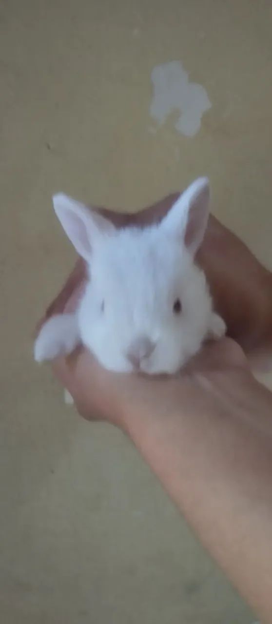 Coelhos de raça  - Foto 6