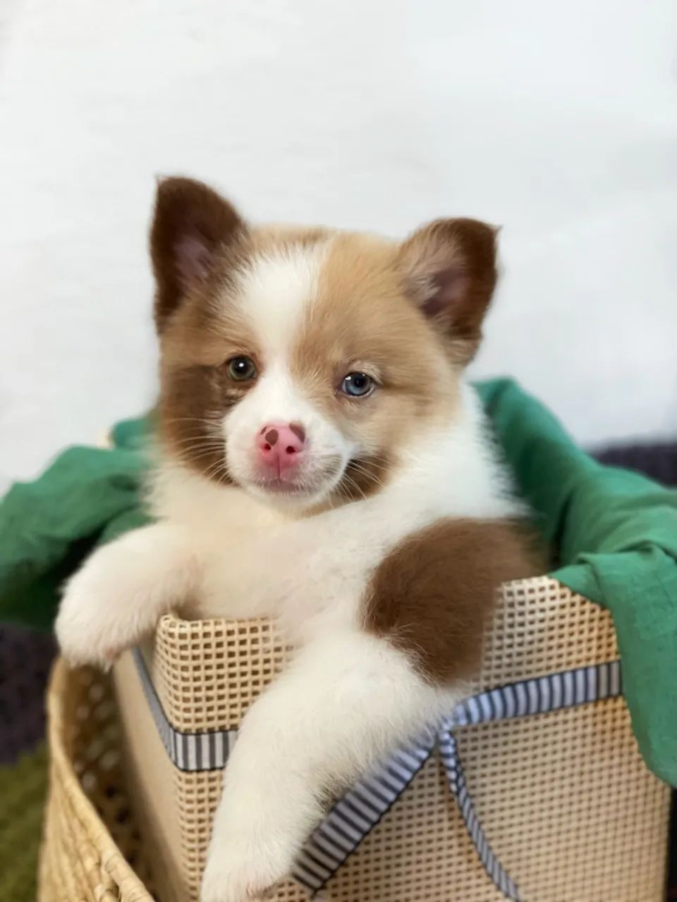 Pomsky com Olhos Azuis - Foto 3