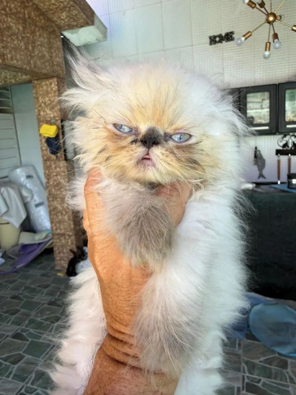 Filhote persa fêmea  - Foto 4