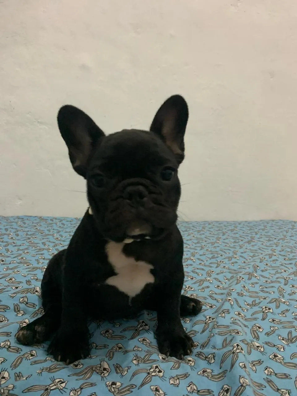 Filhote de Bulldog Francês em 12x sem juros
