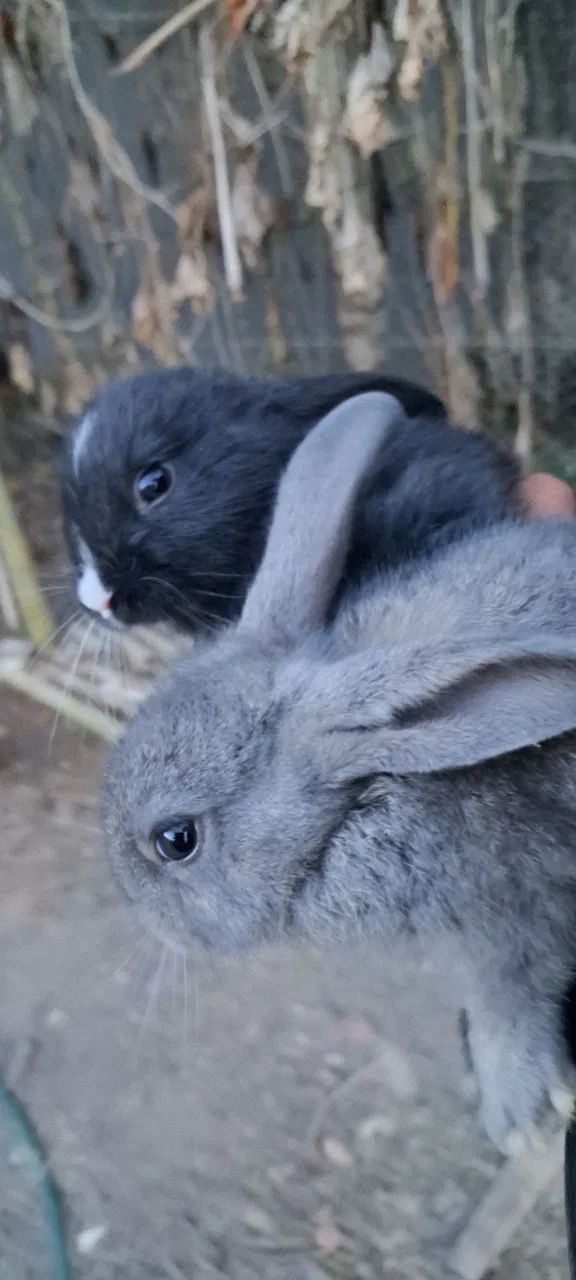 Lindos filhotes de coelhos  - Foto 6