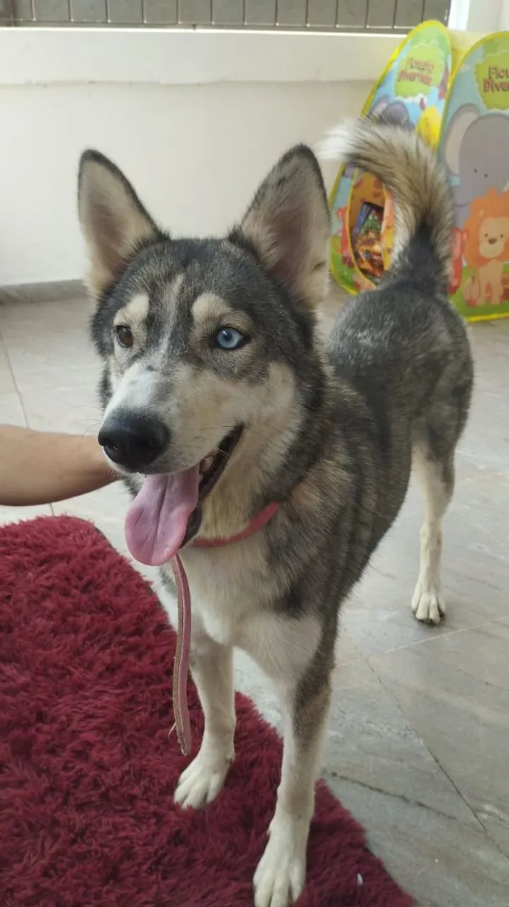 Lindo Husky Siberiano para adoção