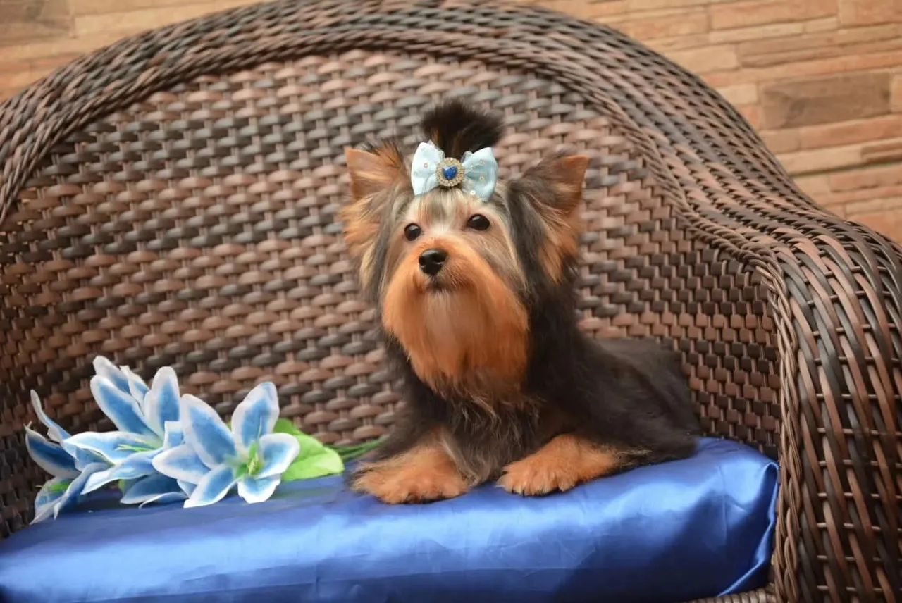 Lindo macho yorkshire 5 meses  - Foto 5