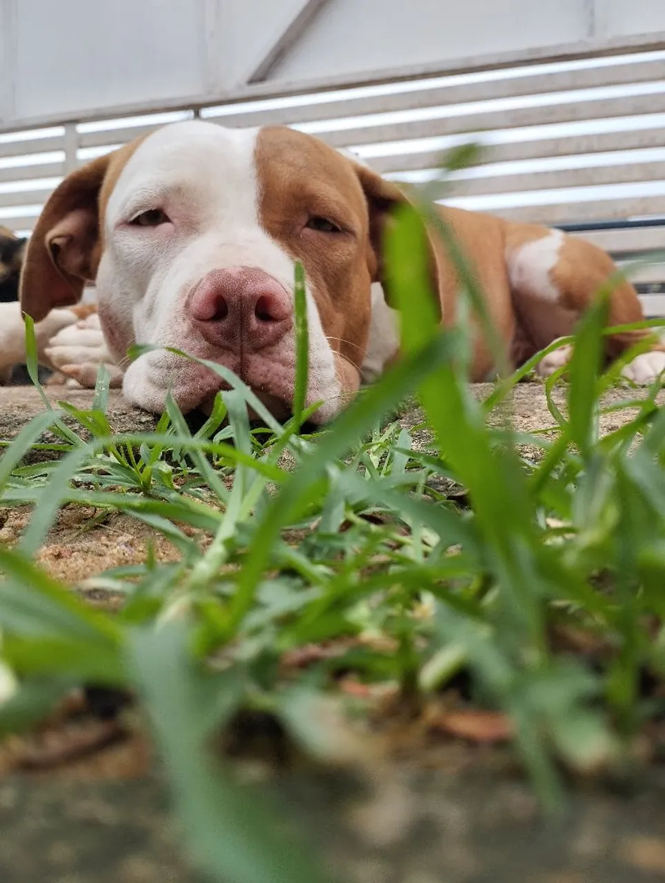 Pitbull Adorável para Adoção