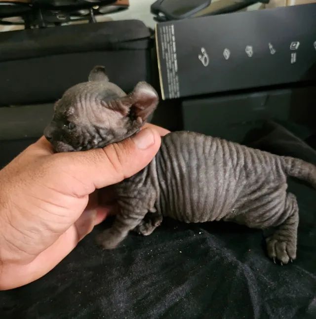 sphynx dwelf - Foto 3