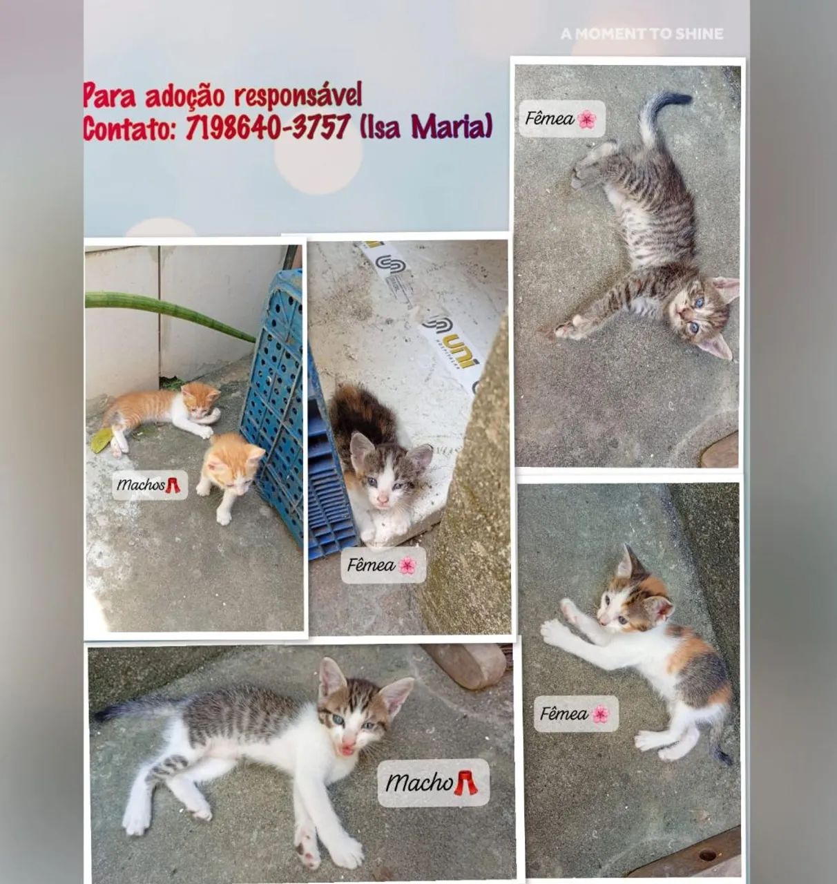 Adoção responsável 