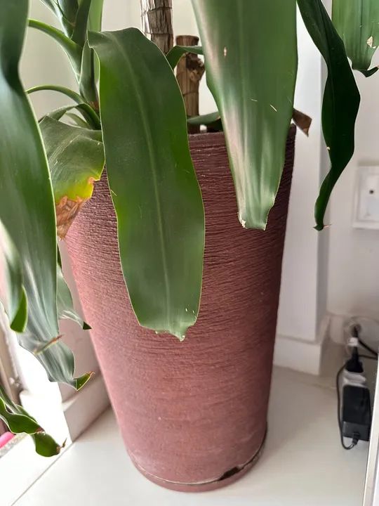 Pau DÁgua Em Vaso Decorativo Polietileno - Foto 2