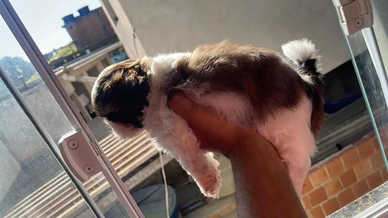 Filhote Shih Tzu Fofo e Charmoso para Adocão!
