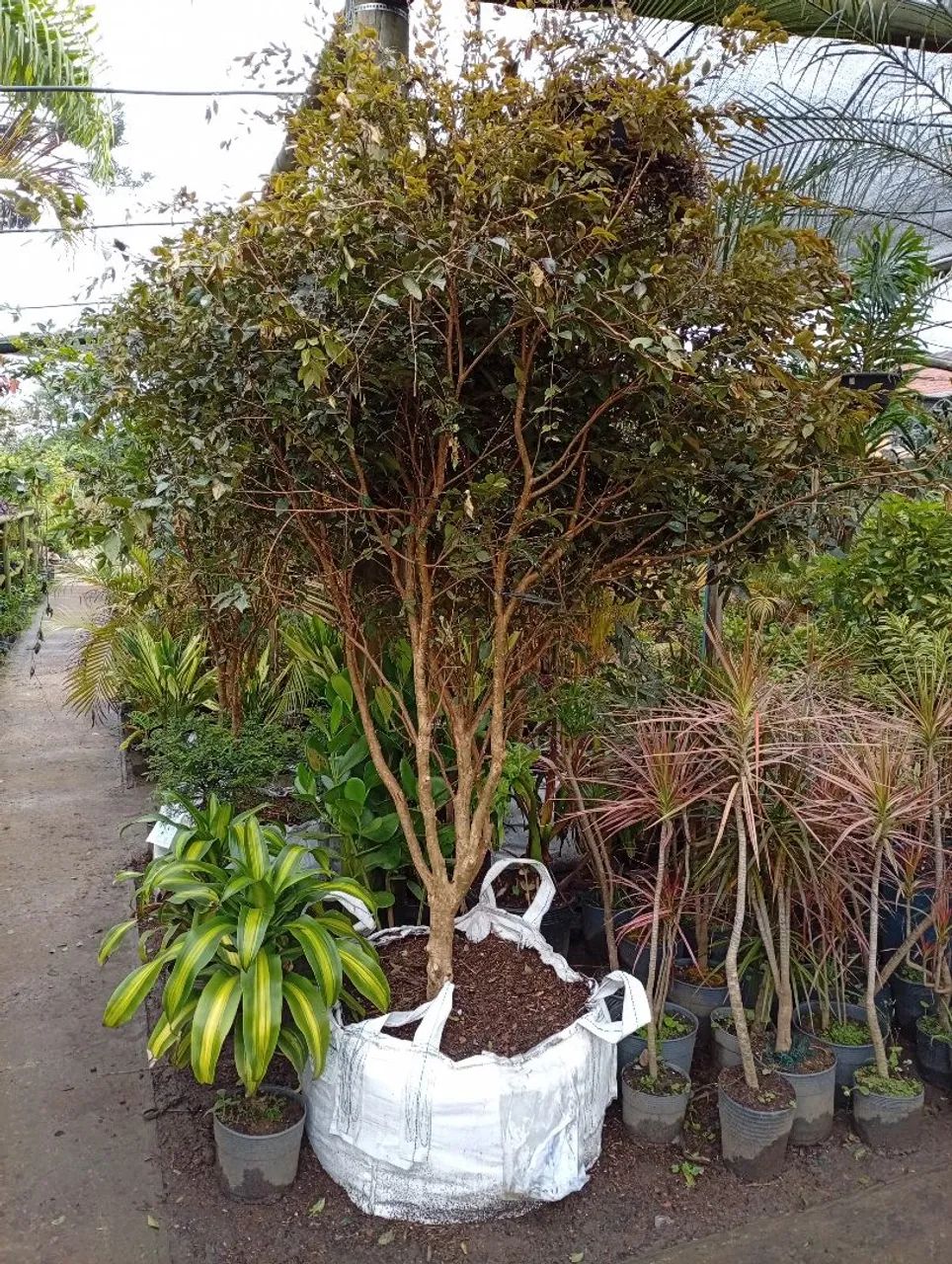 Jabuticaba híbrida 