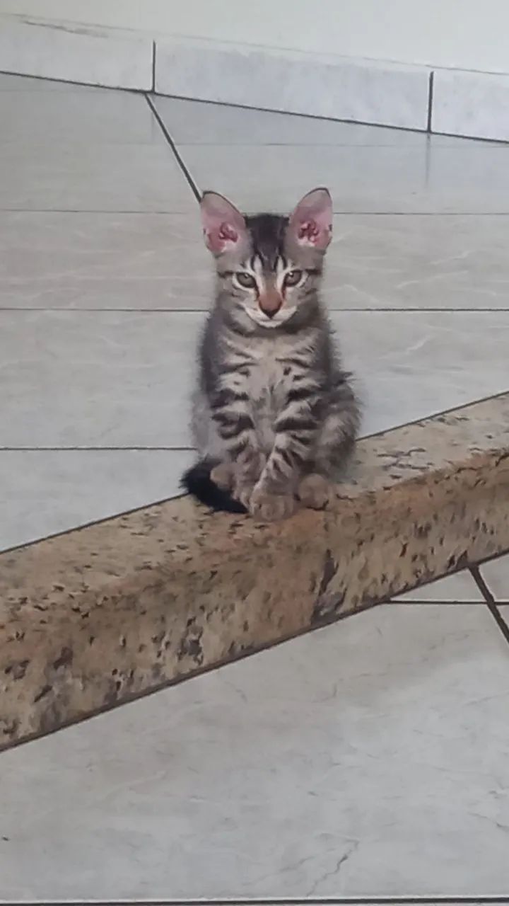 Gatinho Filhote Cinza Listrado - Para Adotar! - Foto 5