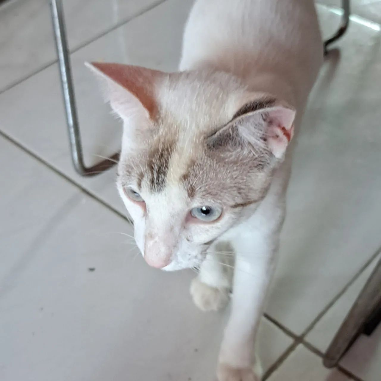 Gatinha Branca - Foto 3