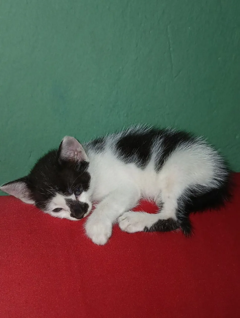 Gatinho filhote para adoção