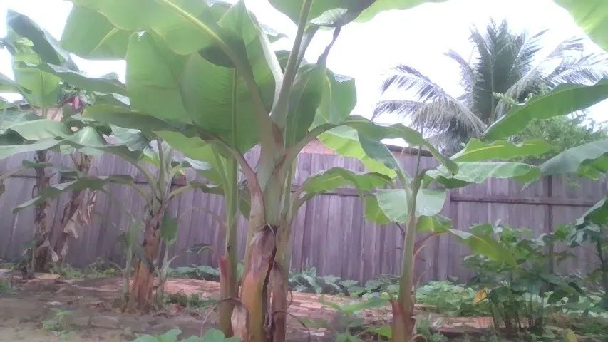 em rorainopolis(mudas de bananas) - Foto 2