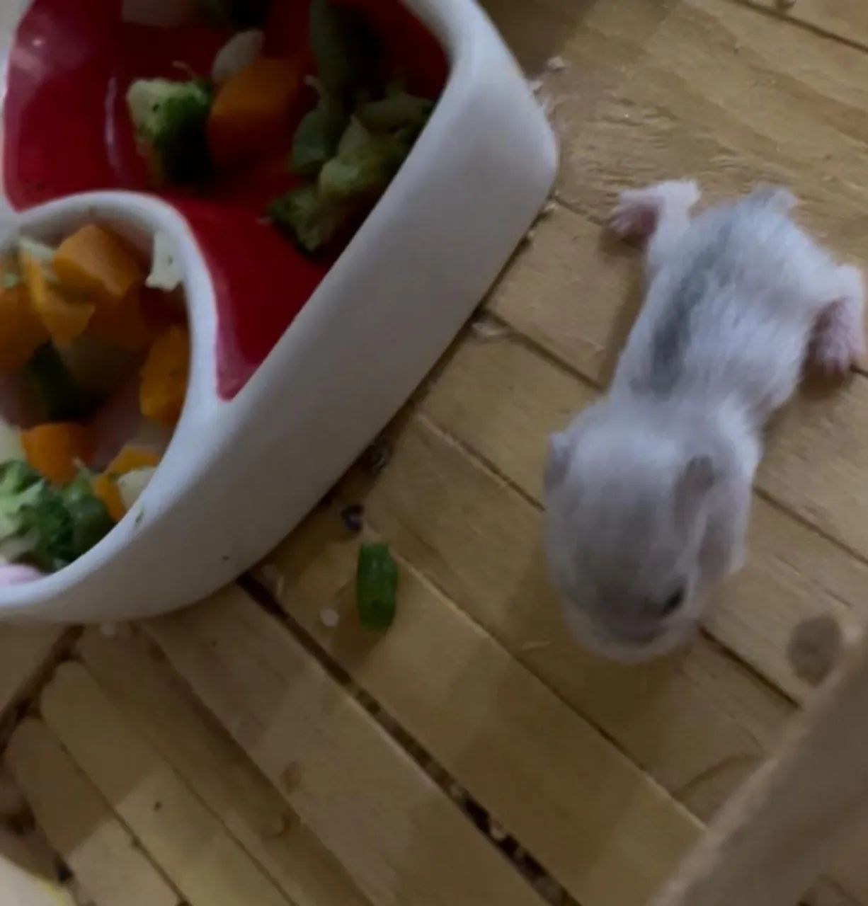 Filhotes de Hamster Anão russo para venda  - Foto 6