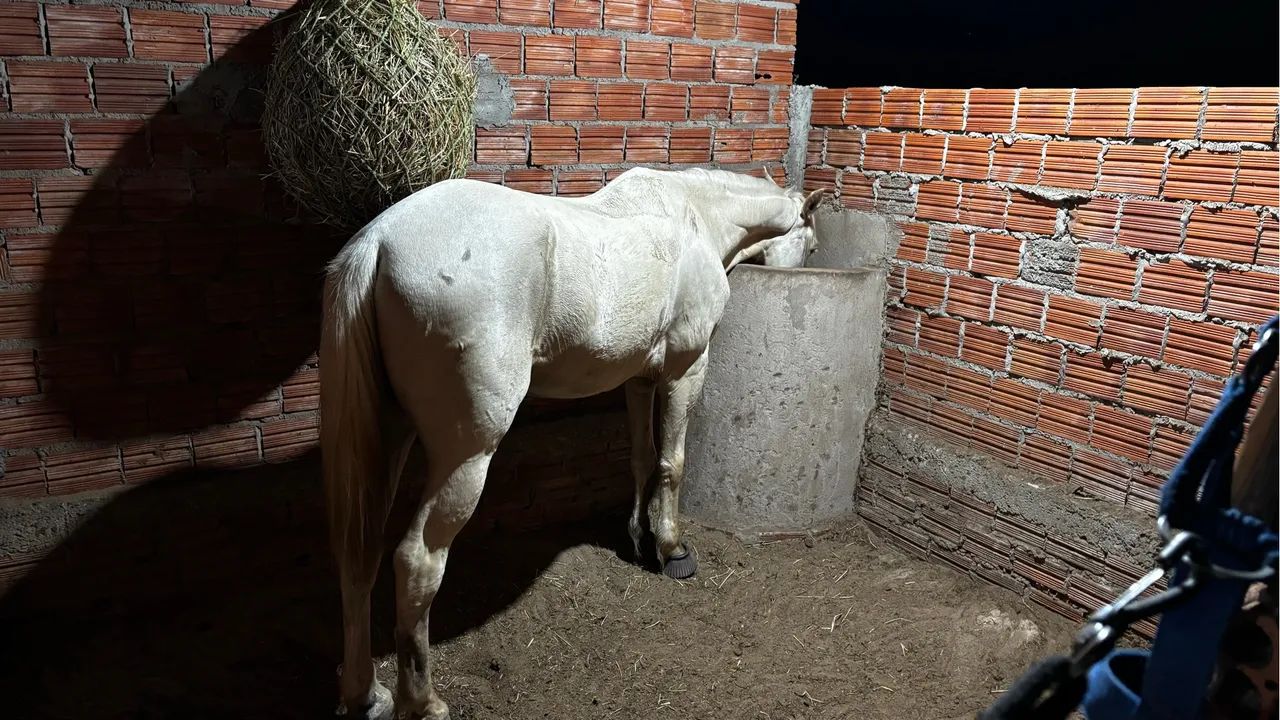 Vendo cavalo de esteira - Foto 2