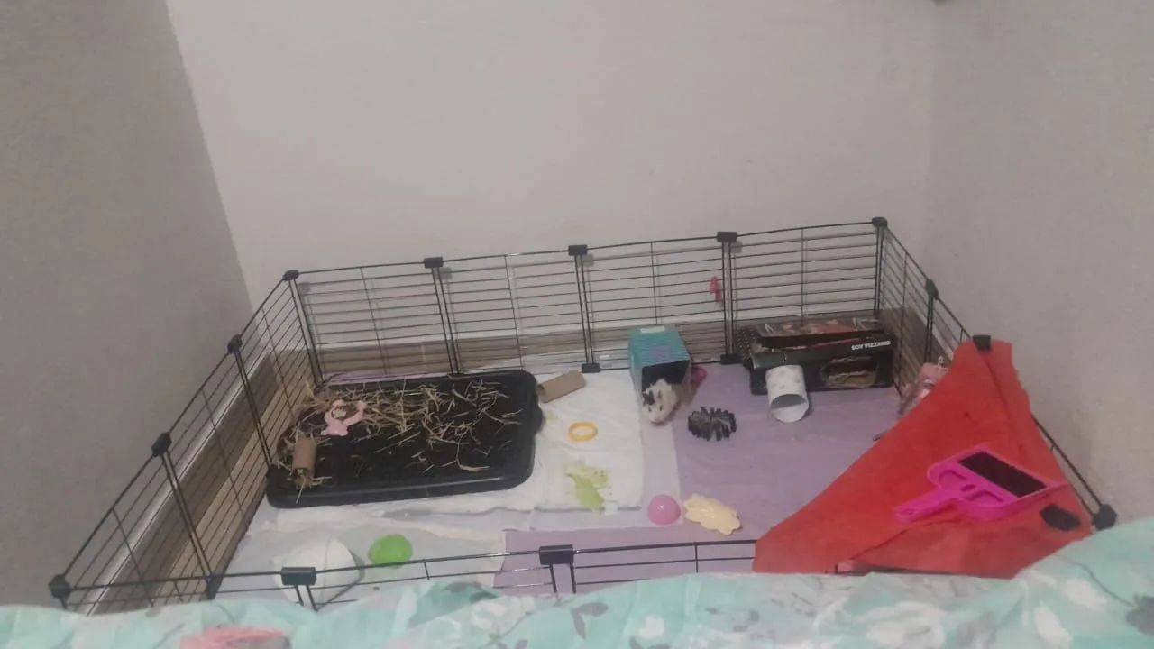 vendo duas porquinhas da india filhote, com cercadinho o pano, banheirinho e casinha  - Foto 5