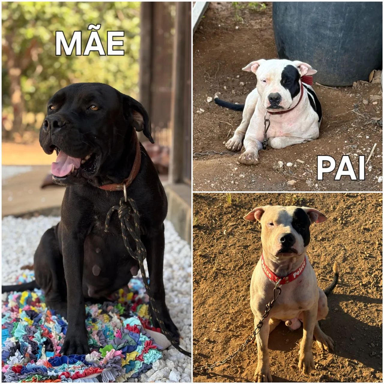 Filhotes de Boxer com Pitbull  - Foto 4