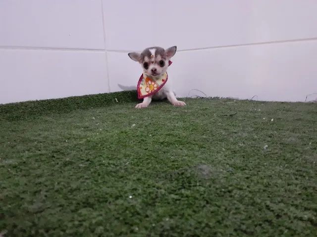 Chihuahua mini =] - Foto 3