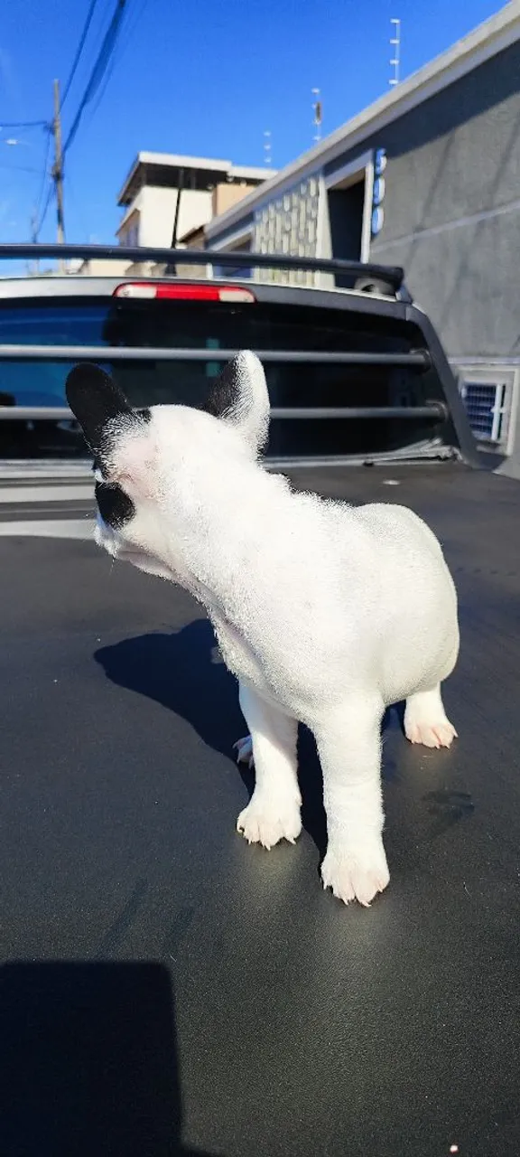 Filhote Bulldog Francês fêmea