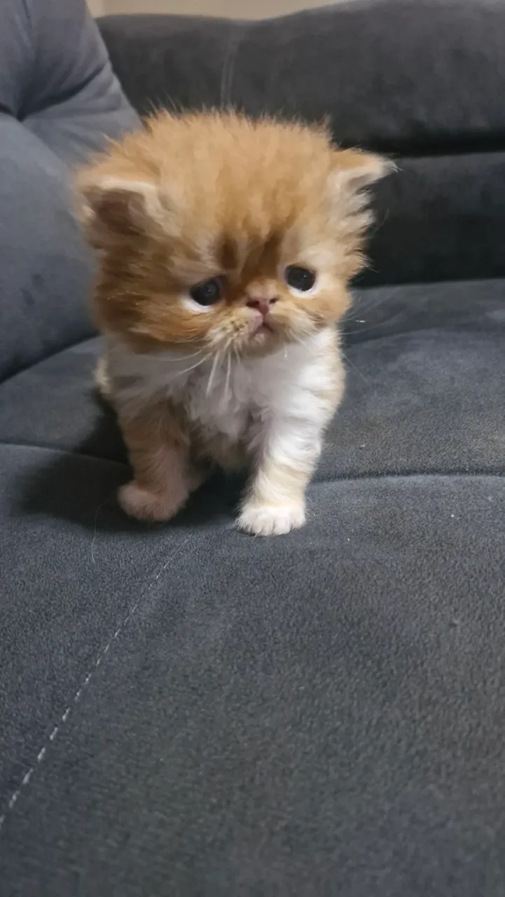 Filhote de Gato Persa - Fofo e Charmoso!