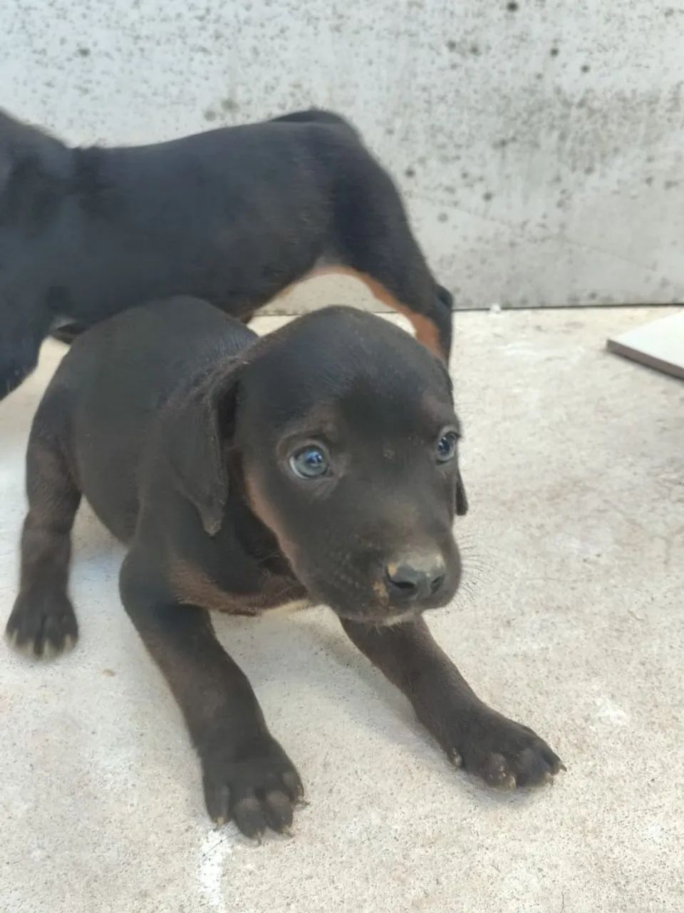 Filhote de cachorro - Foto 3