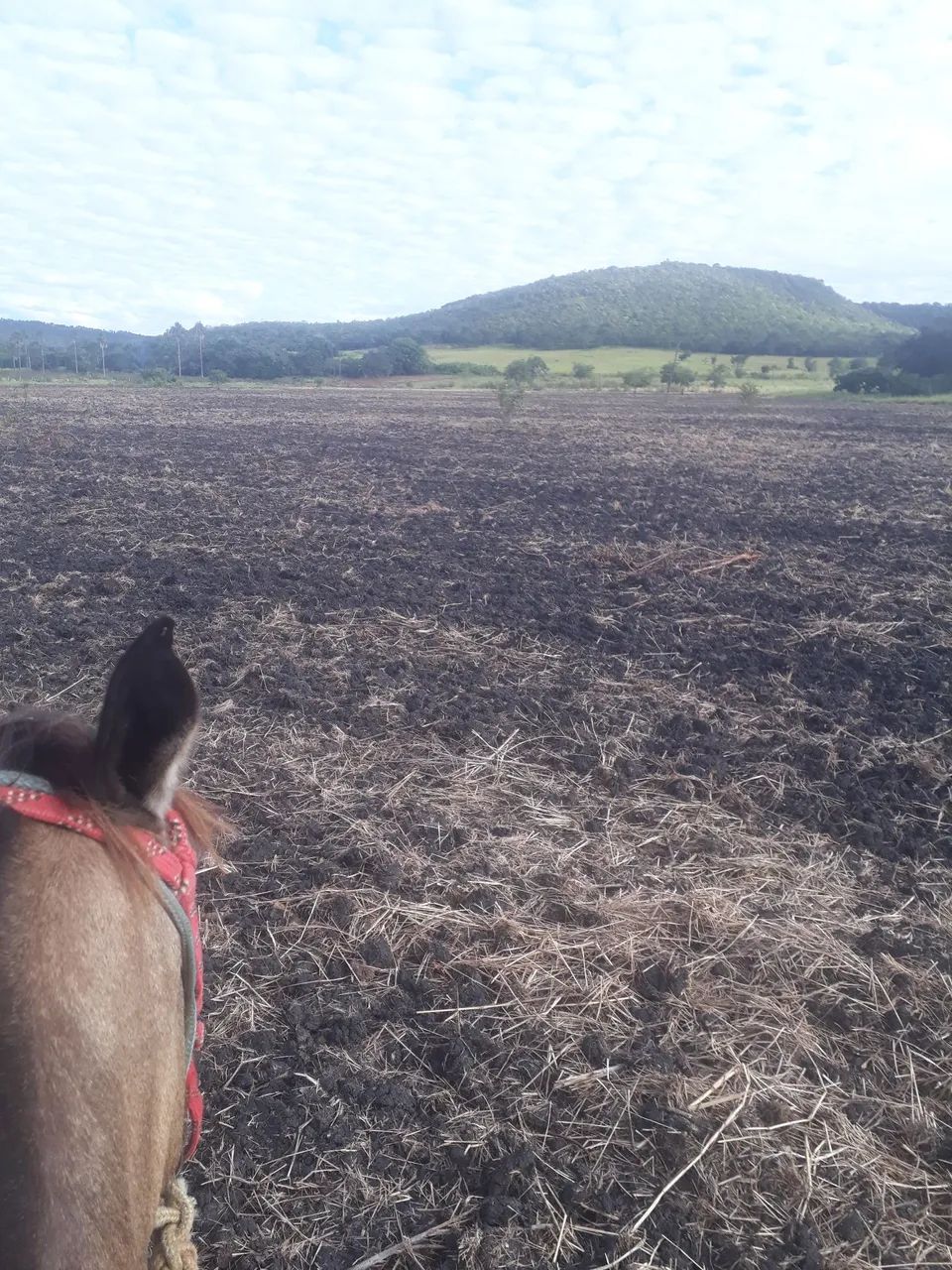 Chacara 44 hectares