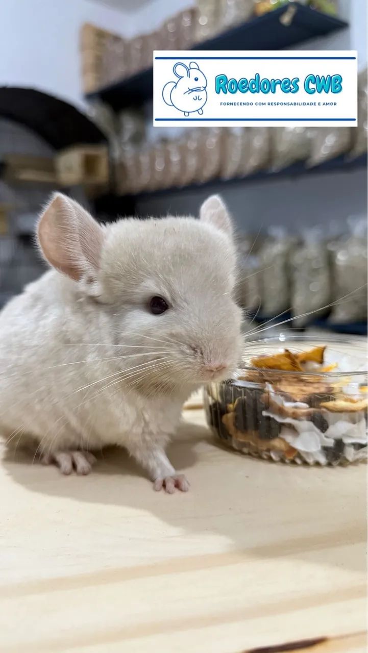 Chinchilas Mansas (Roedores CWB) - Foto 6