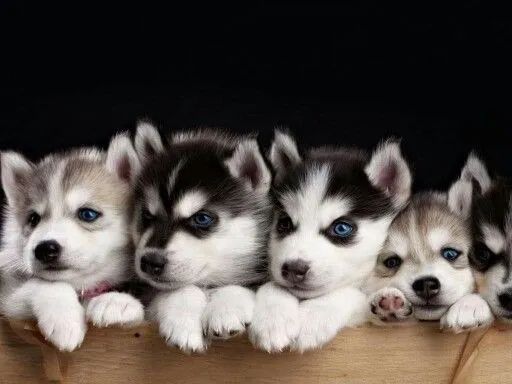 Husky Siberiano Com Garantias Em Contrato